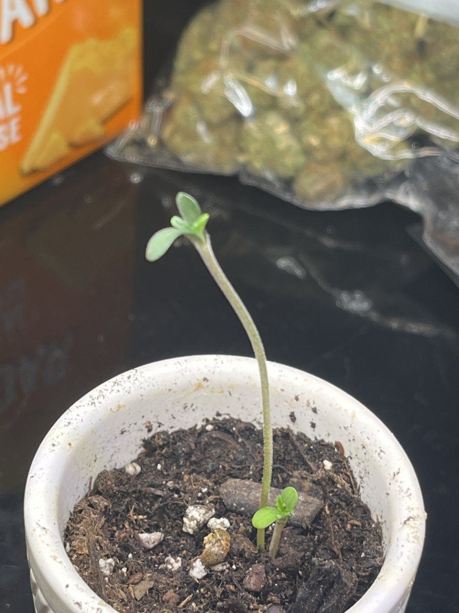 2 sprouts one seed what do i do 3