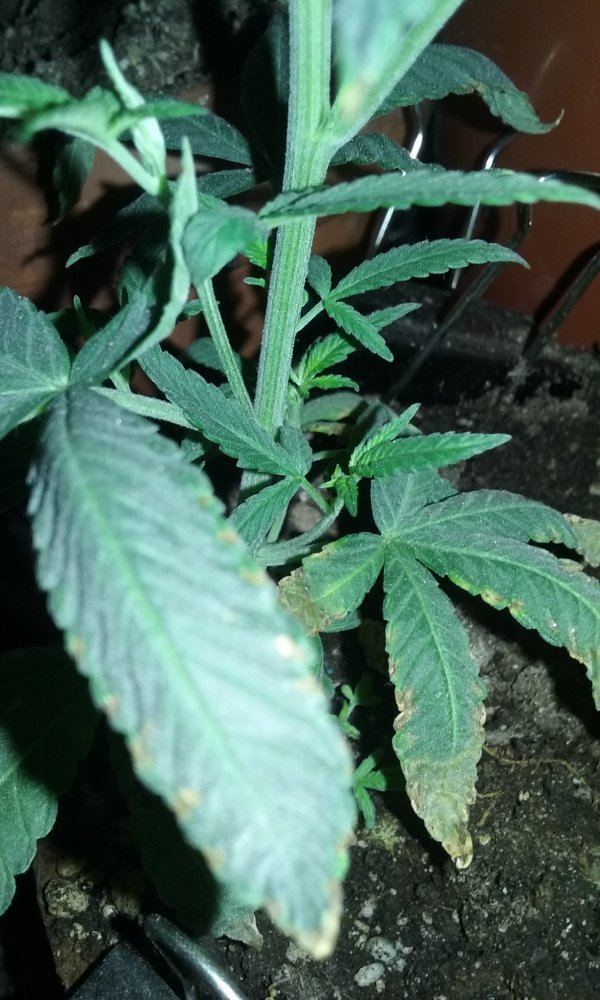 2 strain led grow 10