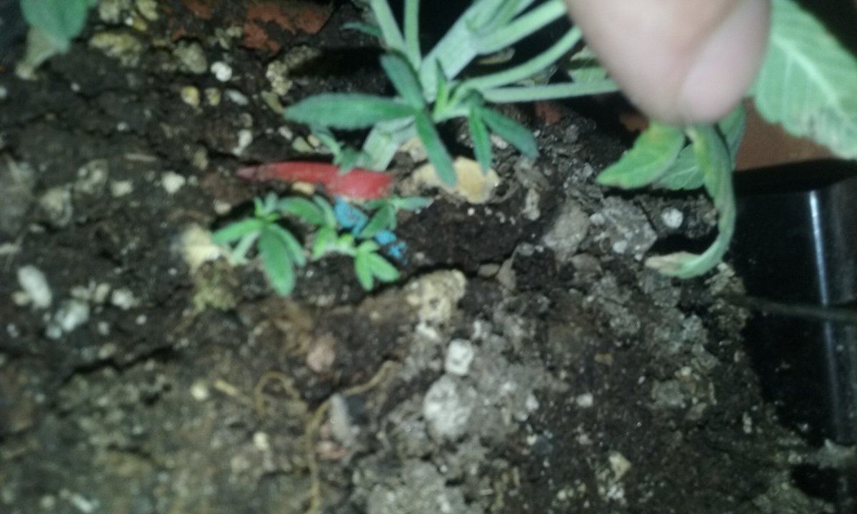 2 strain led grow 2