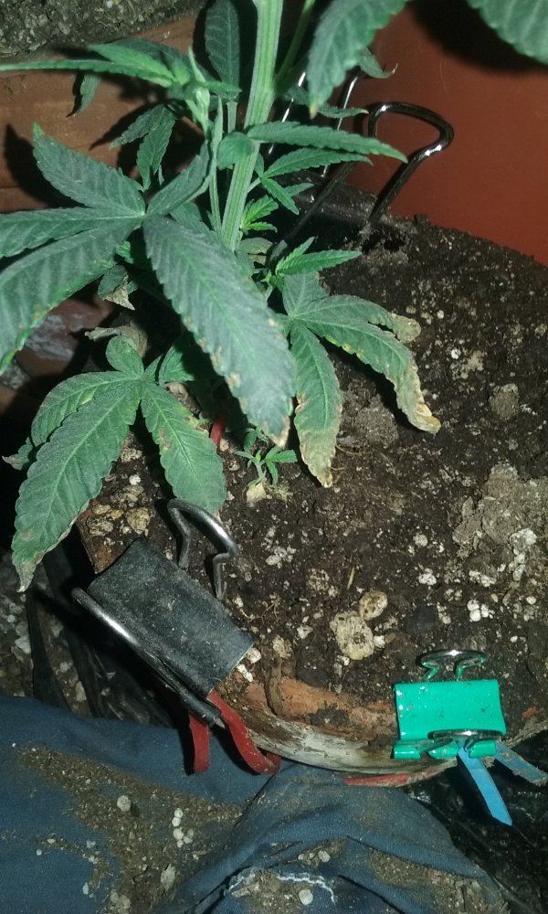 2 strain led grow 3