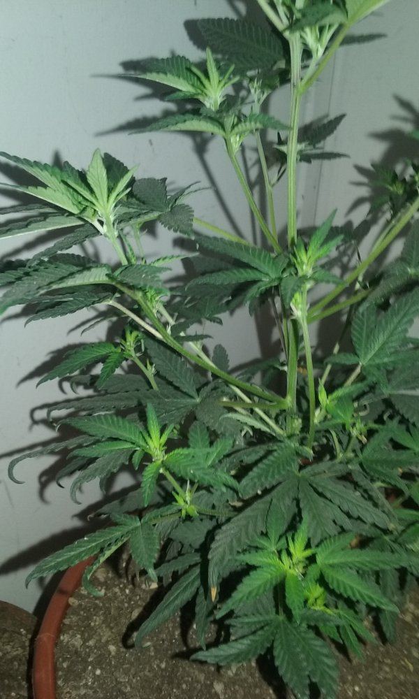 2 strain led grow 5
