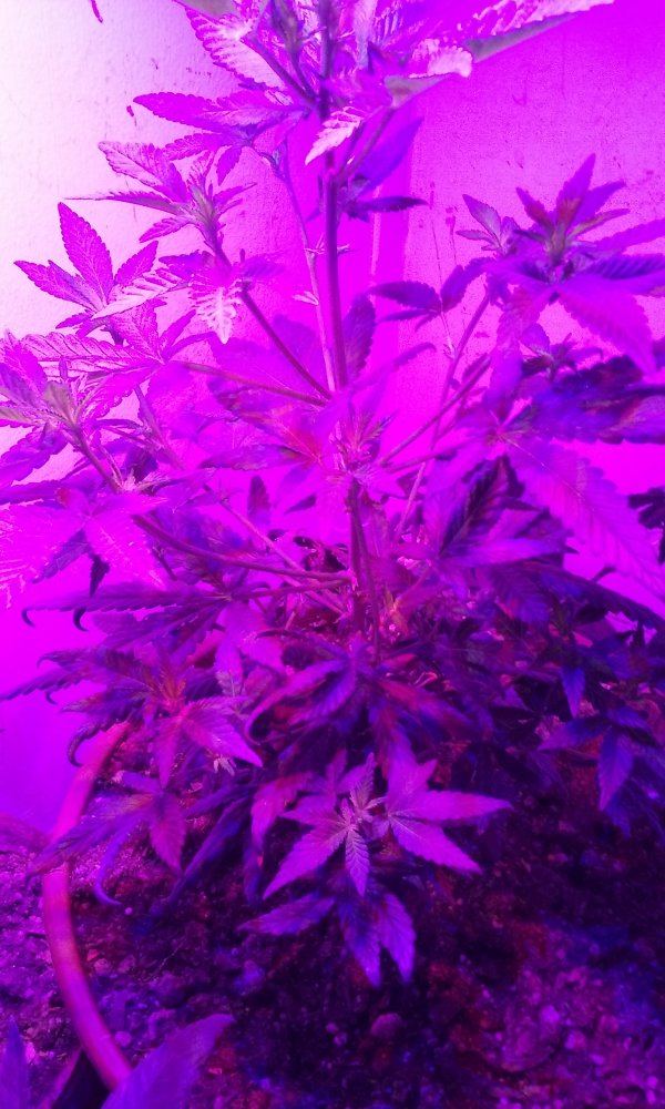 2 strain led grow 6