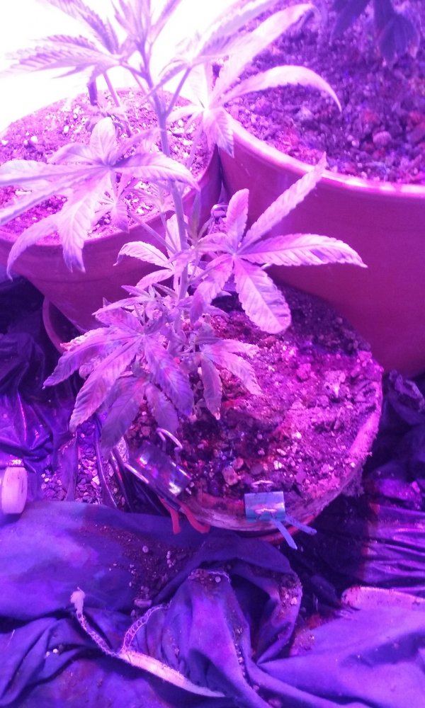 2 strain led grow 7