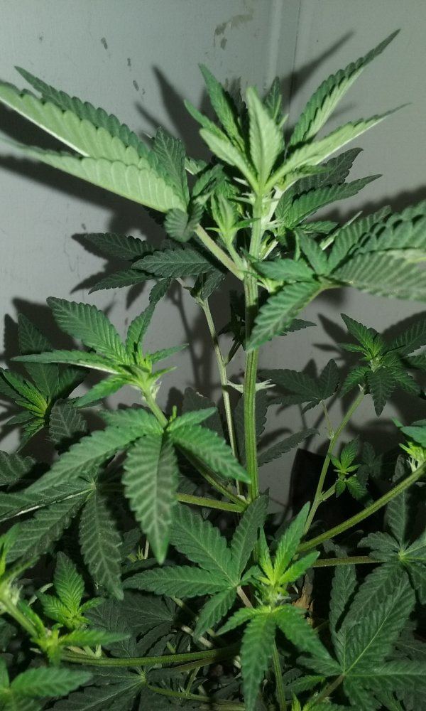 2 strain led grow 8