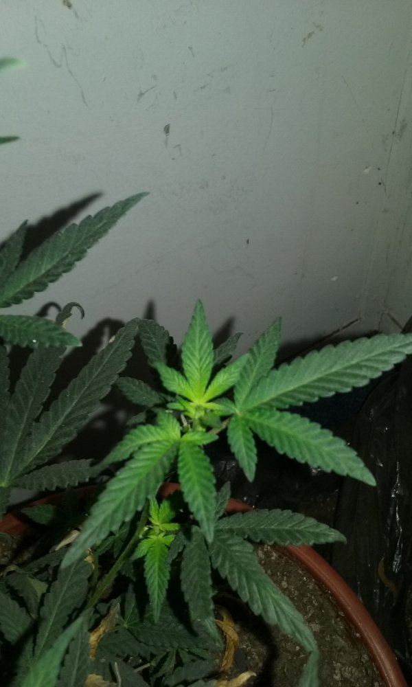 2 strain led grow 9