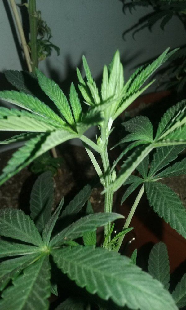 2 strain led grow