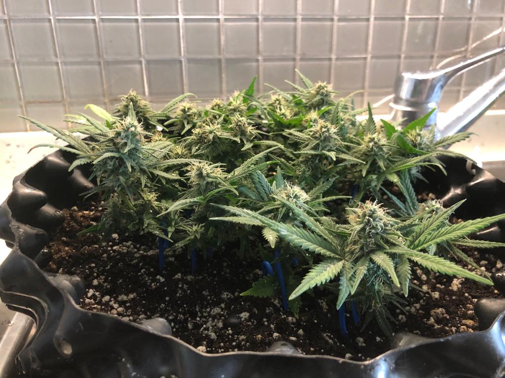2 weeks before harvest after light stress heat and fungus gnat infestation 3