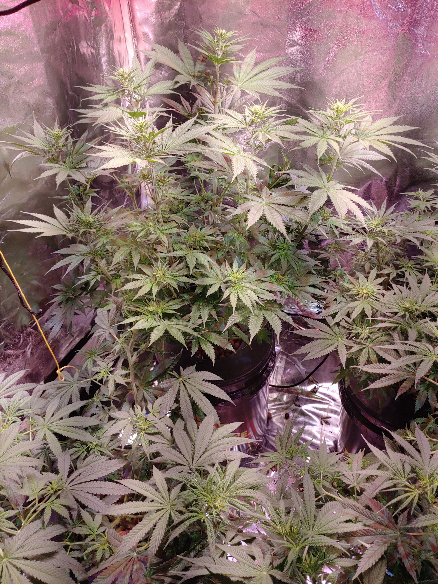 2 weeks into flower opinions or suggestions please 2