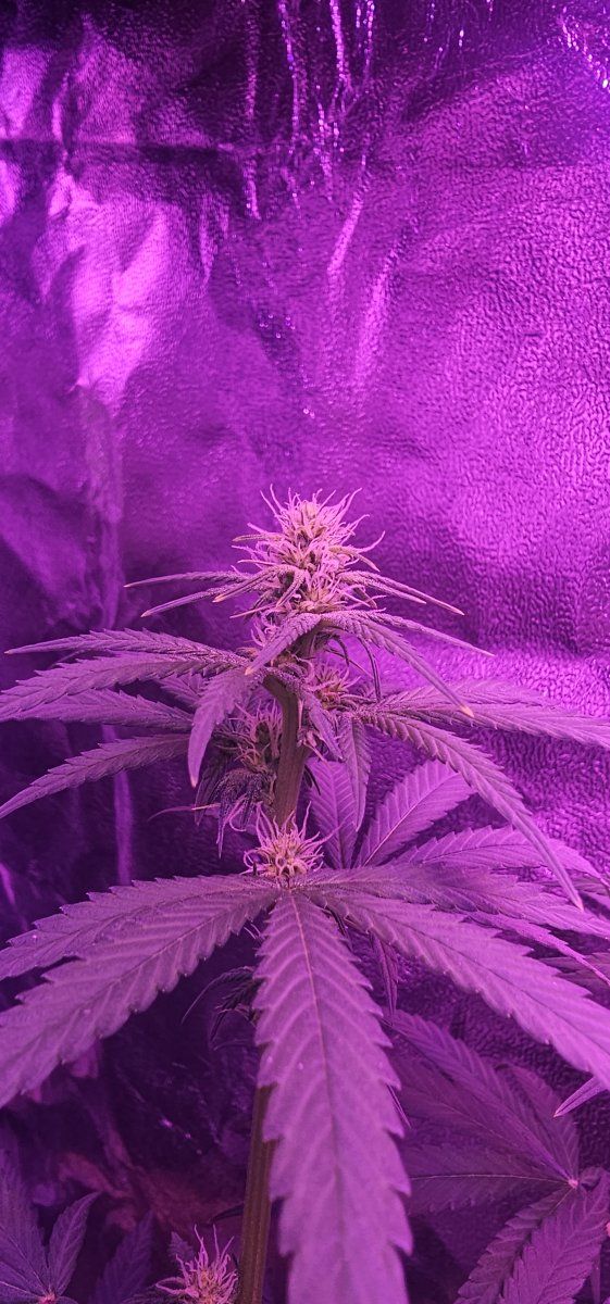 2 weeks into flowering  can i still do lst 3