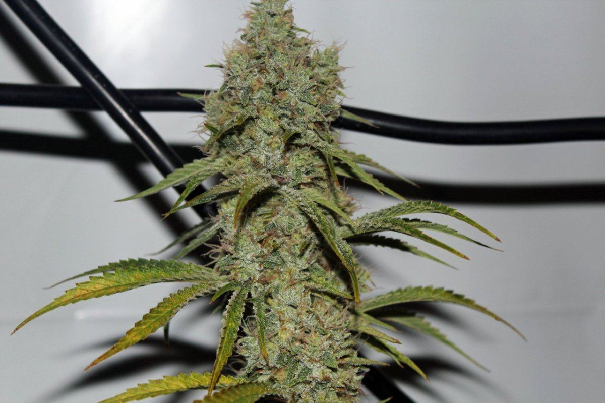 2001 white romulan