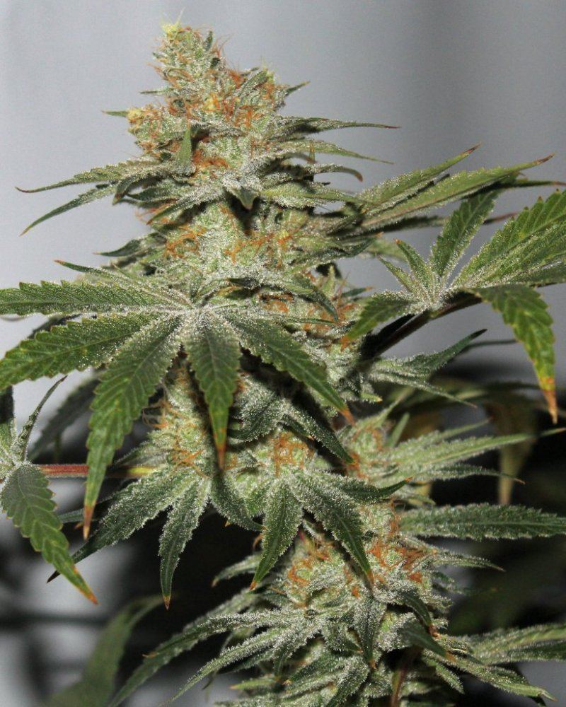 2002 white romulan
