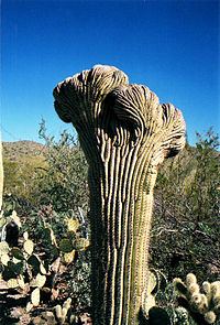 200px Crested Saguaro cactus