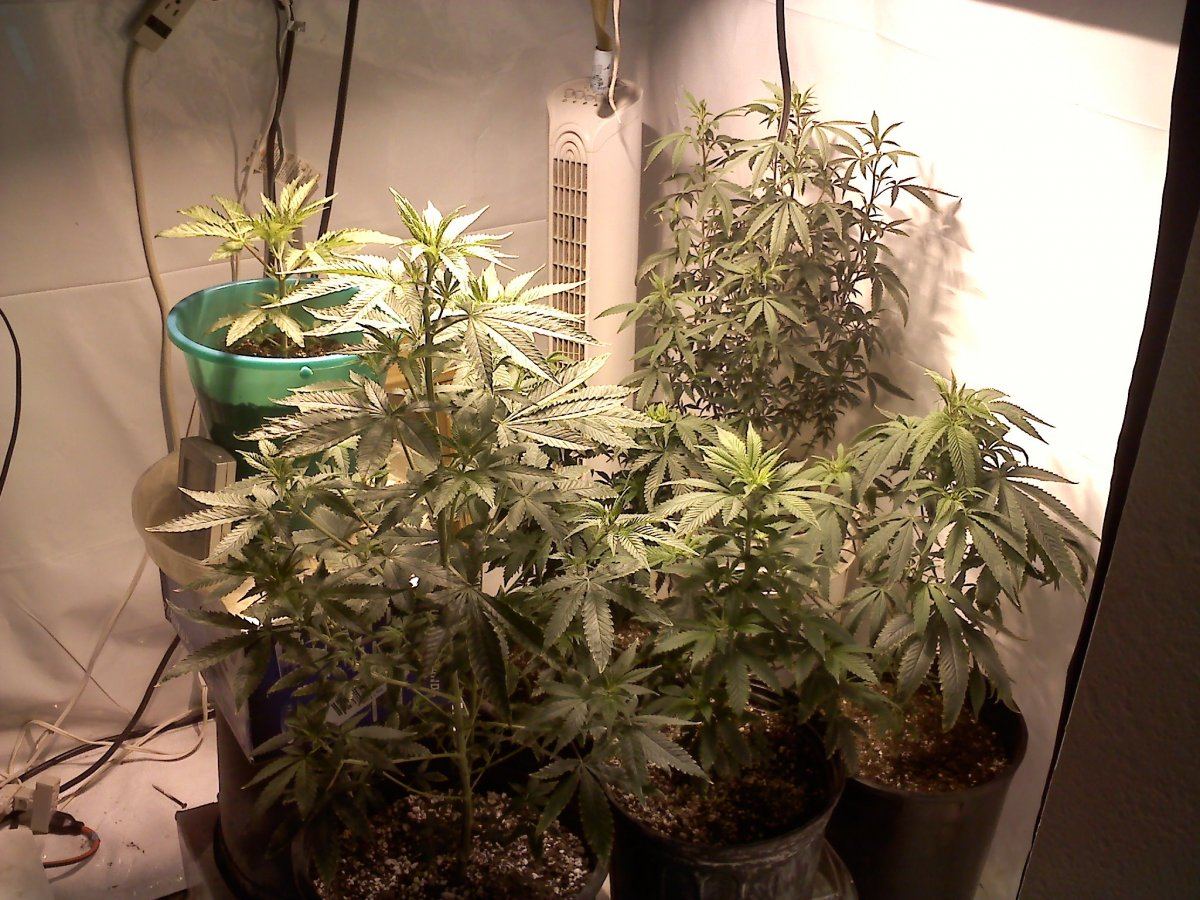 20101215225501