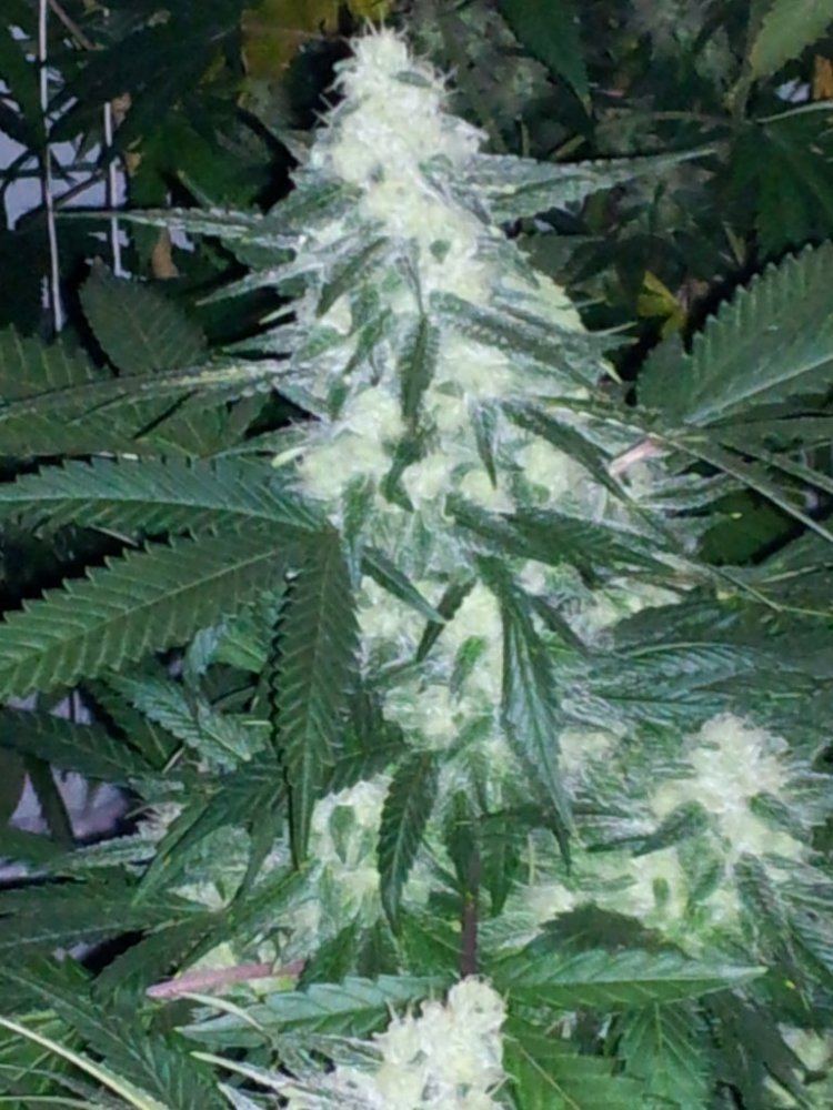 2011 11 13 071715