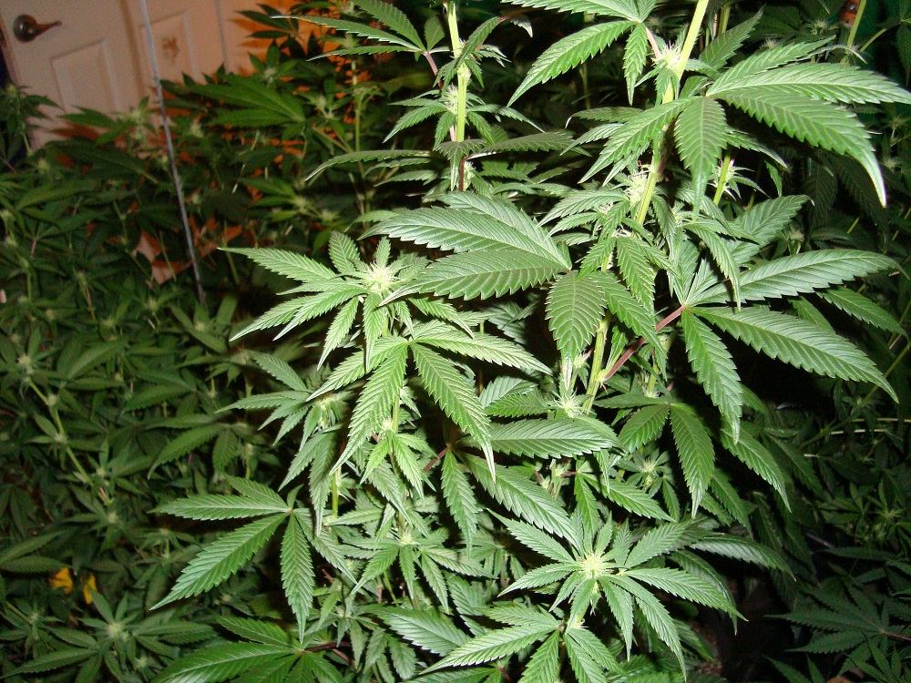 2012 garden 009