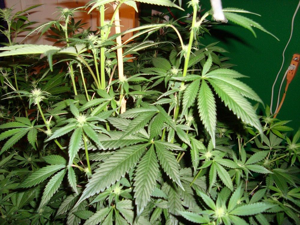 2012 garden 010