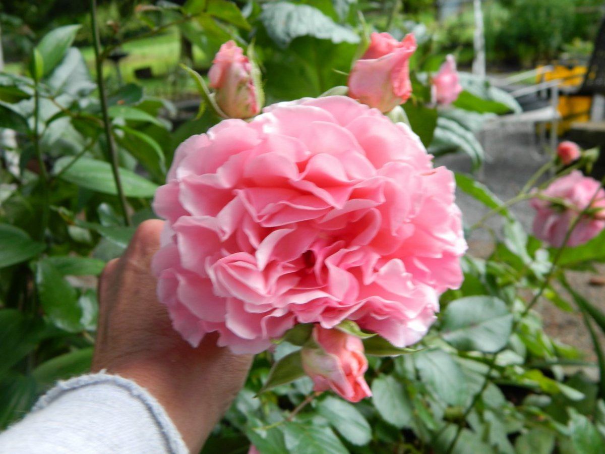 2012 yard 008