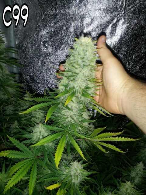 20130831 193010 picsay