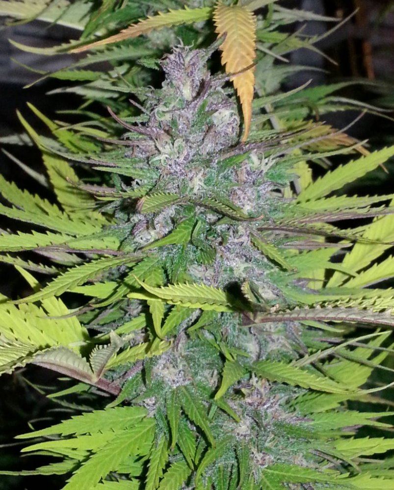 20141008 213017 1 purp