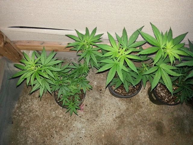 20141113 0634171