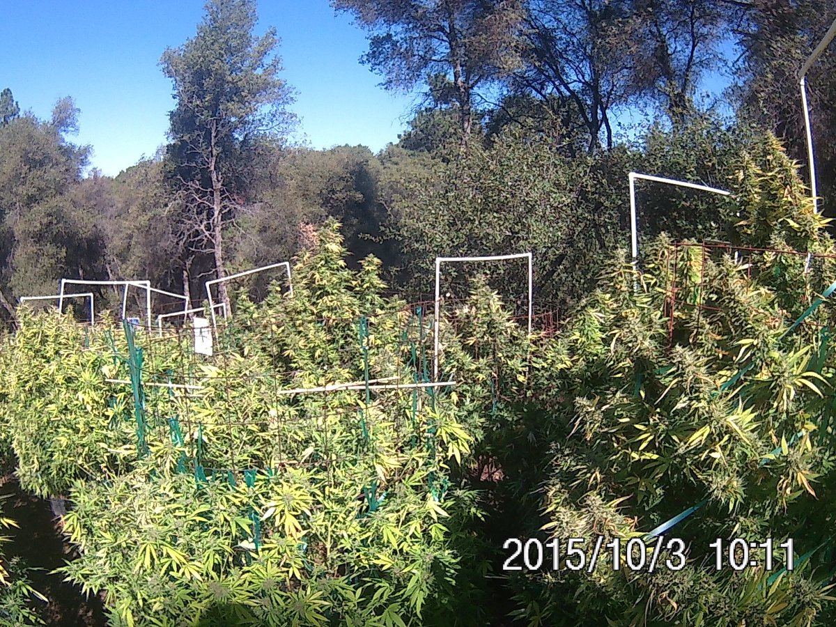 2015 grow 2015 10 03 013