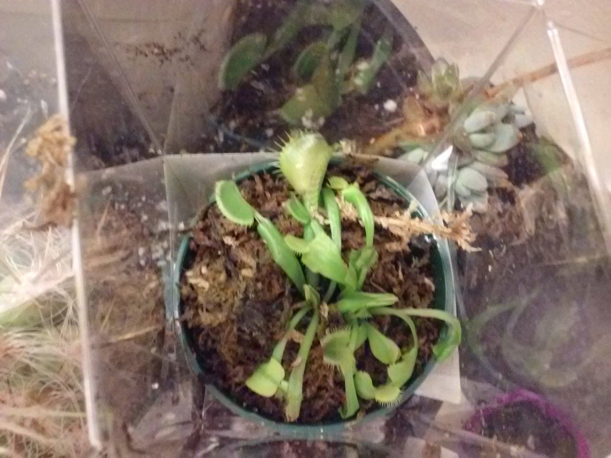 2015 venus flytrap fun 2