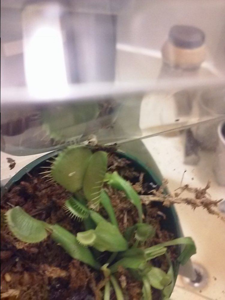 2015 venus flytrap fun 3