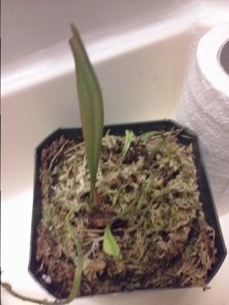 2015 venus flytrap fun 4
