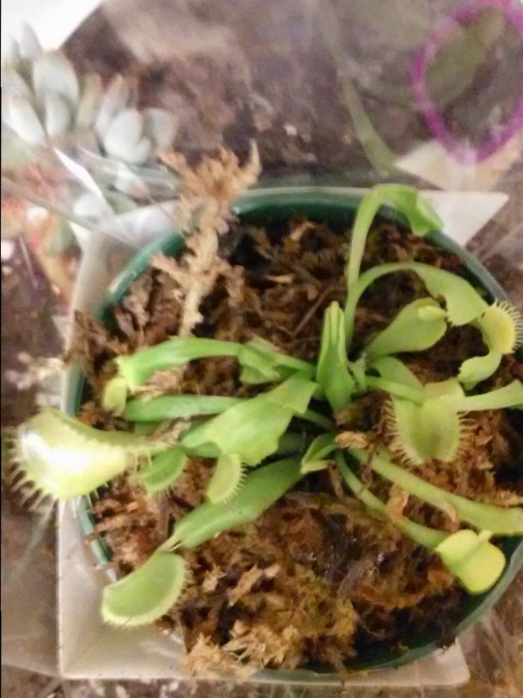 2015 venus flytrap fun 5