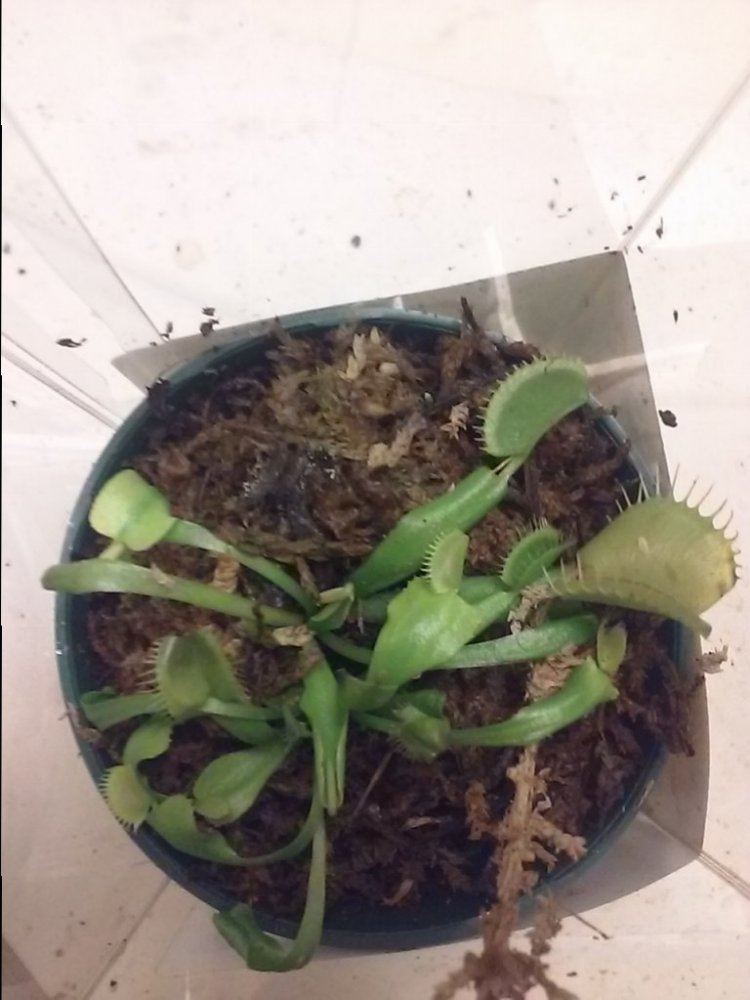 2015 venus flytrap fun 6