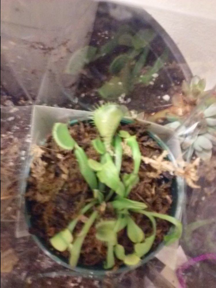 2015 venus flytrap fun