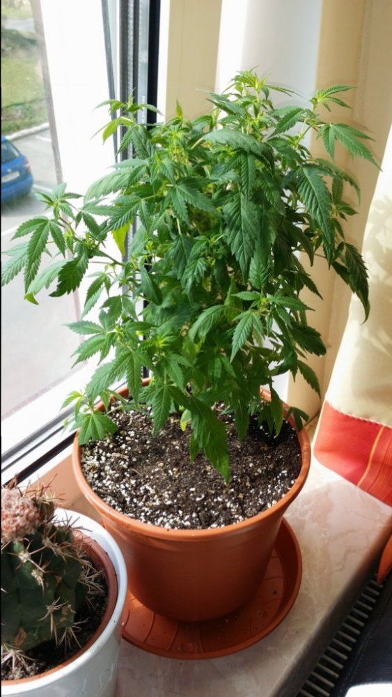 manjula pothos vs njoy 15