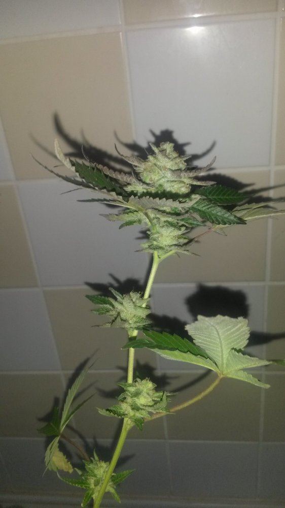 20150804 170840