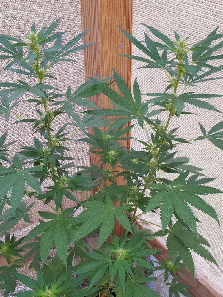 20150825 064131