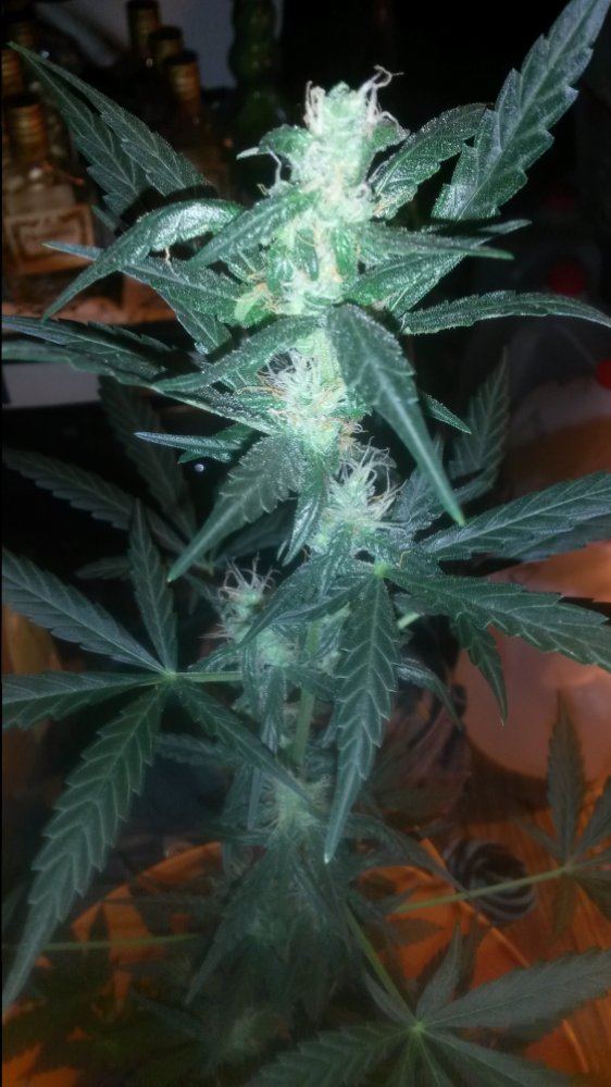 20151123 110459