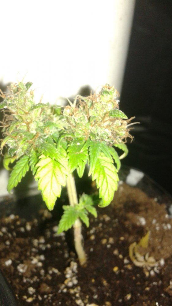 20151129 210325