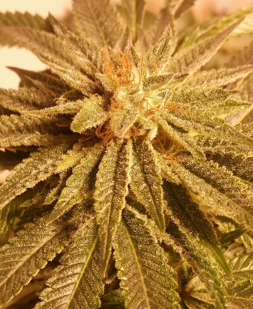 20151215 091443 1