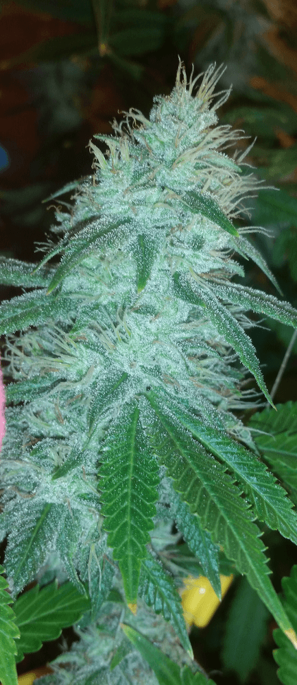 2016 08 14 180448