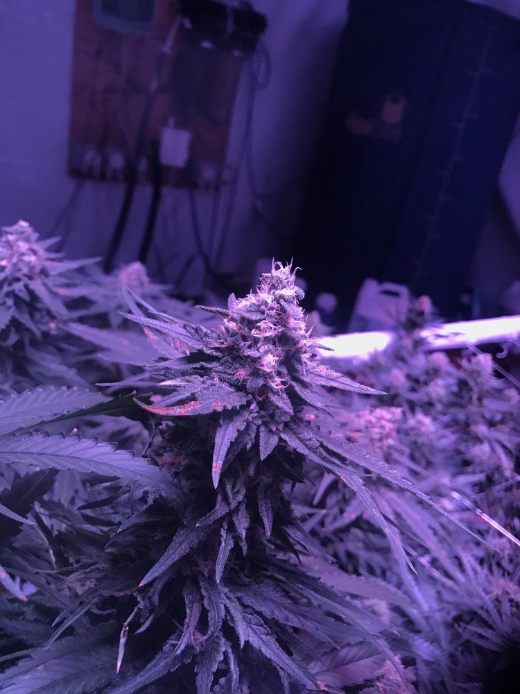 2016 11 19 123324