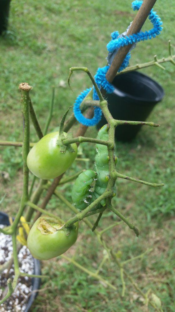 20160819 131619