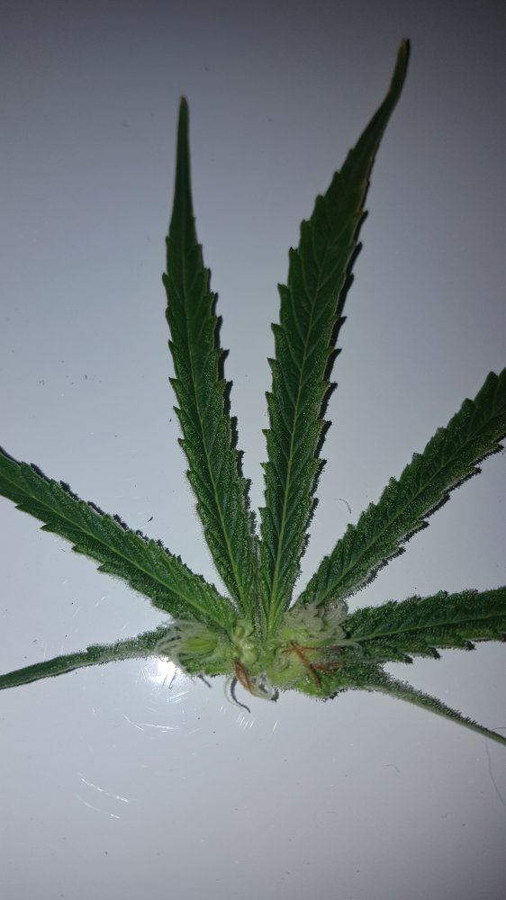 2016111BD x C budzonleafs2 002212