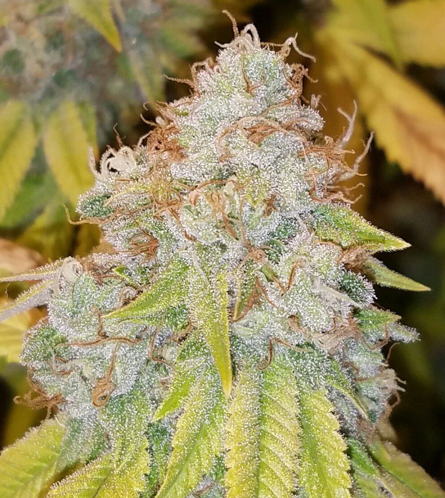 20161208 060822