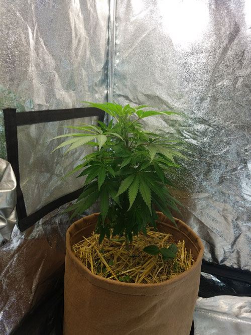 20161228 gsc