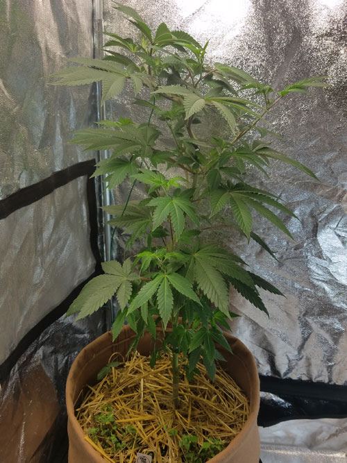 20161228 og