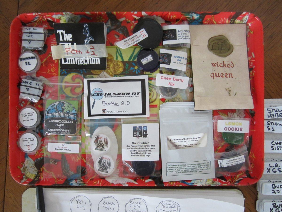 2016SeedTray