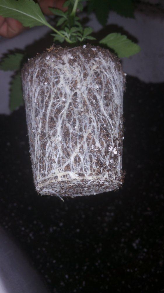 20170323 144749