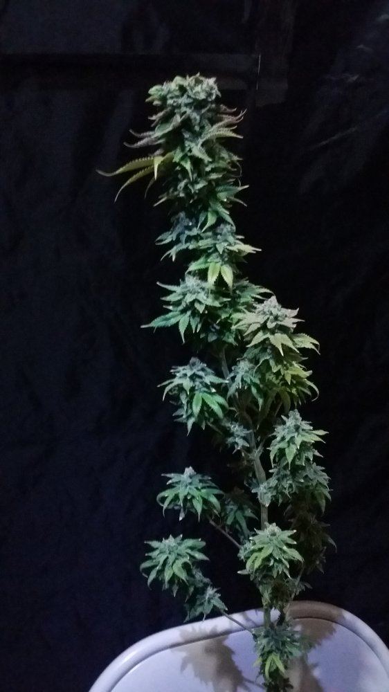 20170420 062547