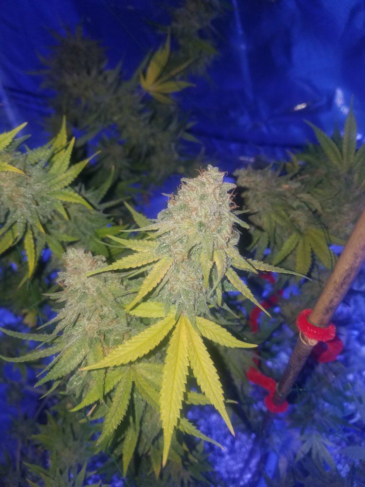20171109 021317
