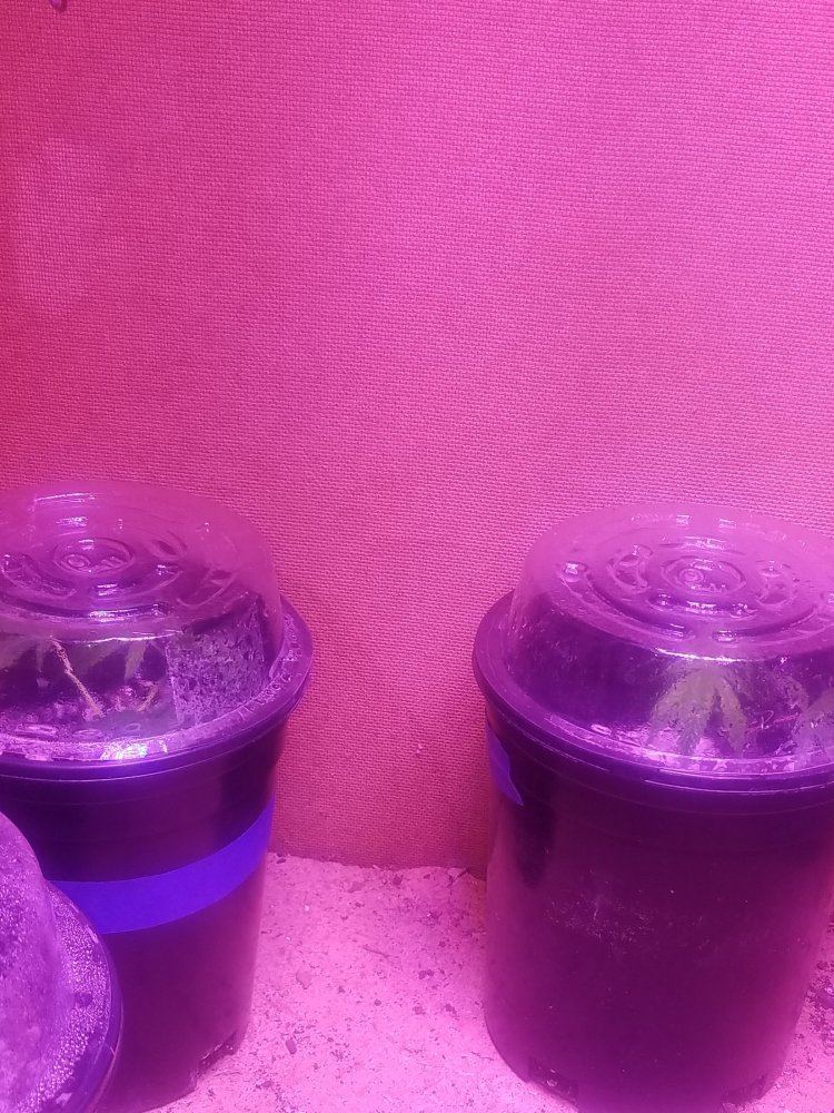 20171115 020809