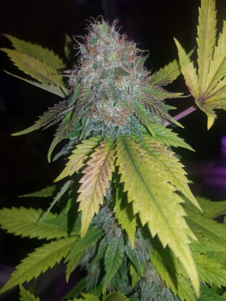 20171210 021618